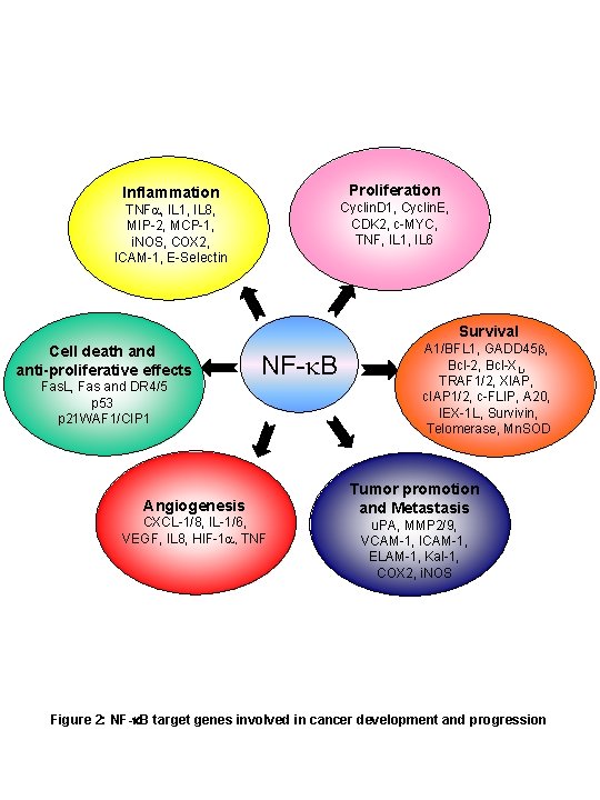 Proliferation Inflammation Cyclin. D 1, Cyclin. E, CDK 2, c-MYC, TNF, IL 1, IL