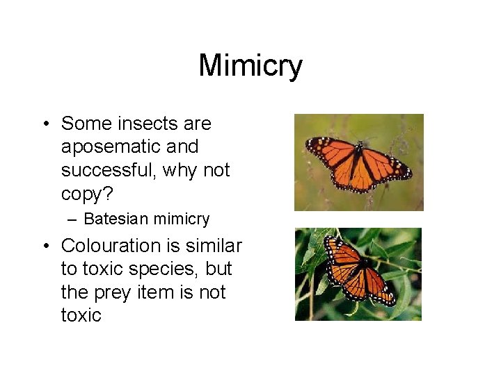 Mimicry • Some insects are aposematic and successful, why not copy? – Batesian mimicry