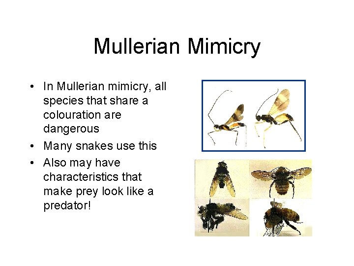 Mullerian Mimicry • In Mullerian mimicry, all species that share a colouration are dangerous
