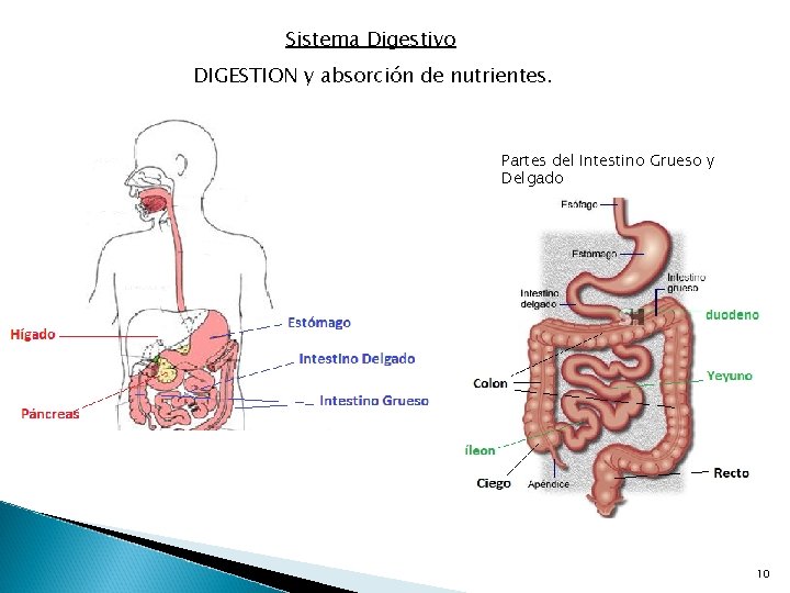 Sistema Digestivo DIGESTION y absorción de nutrientes. Partes del Intestino Grueso y Delgado 10