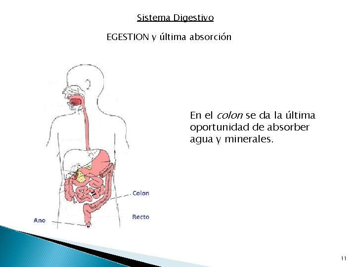 Sistema Digestivo EGESTION y última absorción En el colon se da la última oportunidad