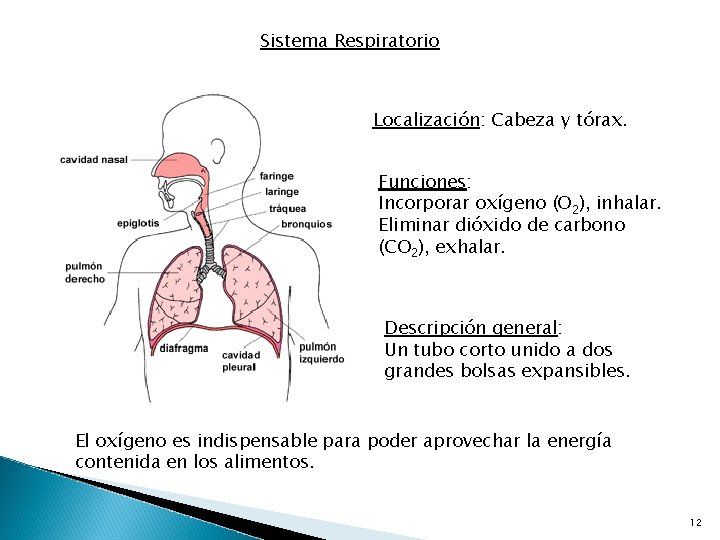 Sistema Respiratorio Localización: Cabeza y tórax. Funciones: Incorporar oxígeno (O 2), inhalar. Eliminar dióxido