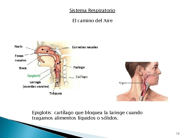 Sistema Respiratorio El camino del Aire Epiglotis: cartílago que bloquea la laringe cuando tragamos