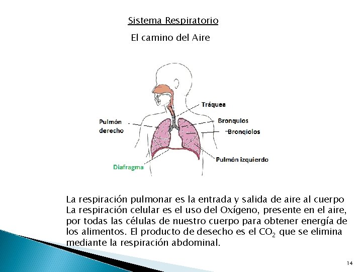 Sistema Respiratorio El camino del Aire La respiración pulmonar es la entrada y salida