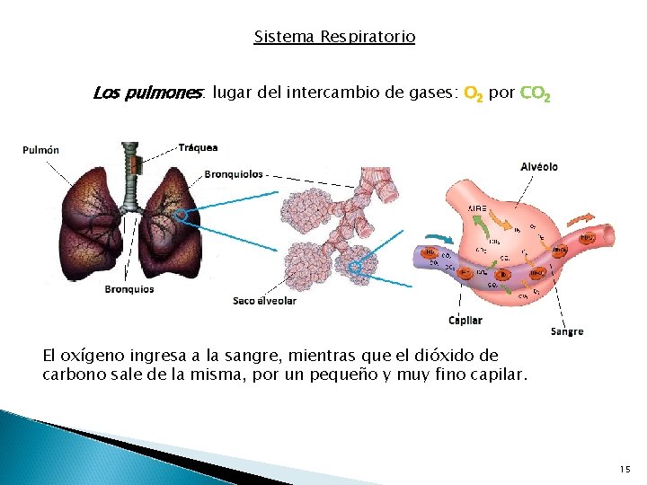 Sistema Respiratorio Los pulmones: lugar del intercambio de gases: O 2 por CO 2