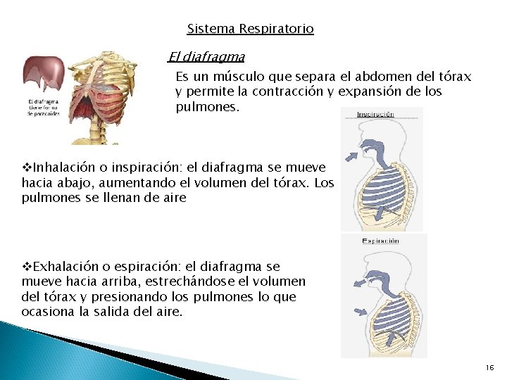 Sistema Respiratorio El diafragma Es un músculo que separa el abdomen del tórax y
