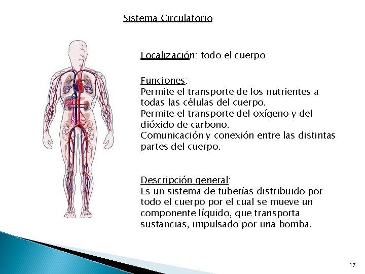 Sistema Circulatorio Localización: todo el cuerpo Funciones: Permite el transporte de los nutrientes a