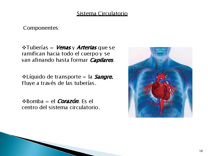 Sistema Circulatorio Componentes: v. Tuberías = Venas y Arterias que se ramifican hacia todo