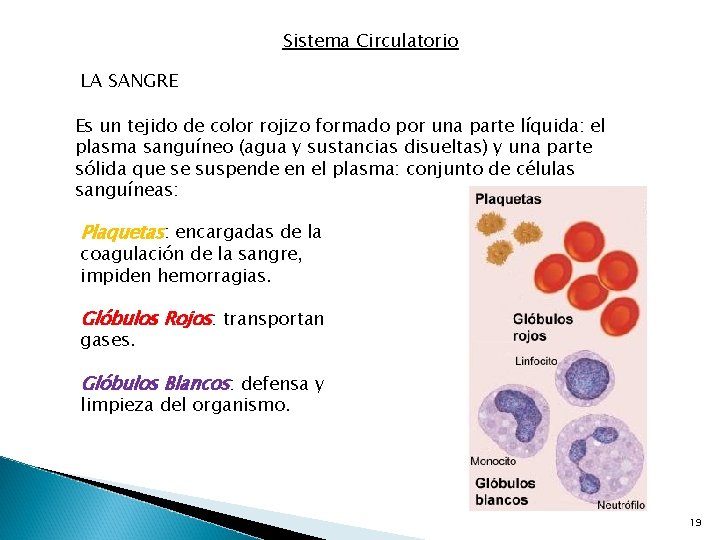 Sistema Circulatorio LA SANGRE Es un tejido de color rojizo formado por una parte