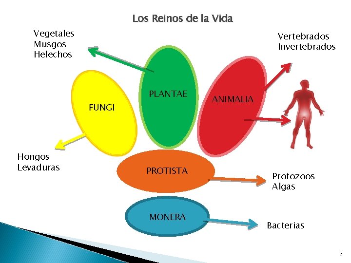 Los Reinos de la Vida Vegetales Musgos Helechos Vertebrados Invertebrados PLANTAE Hongos Levaduras PROTISTA
