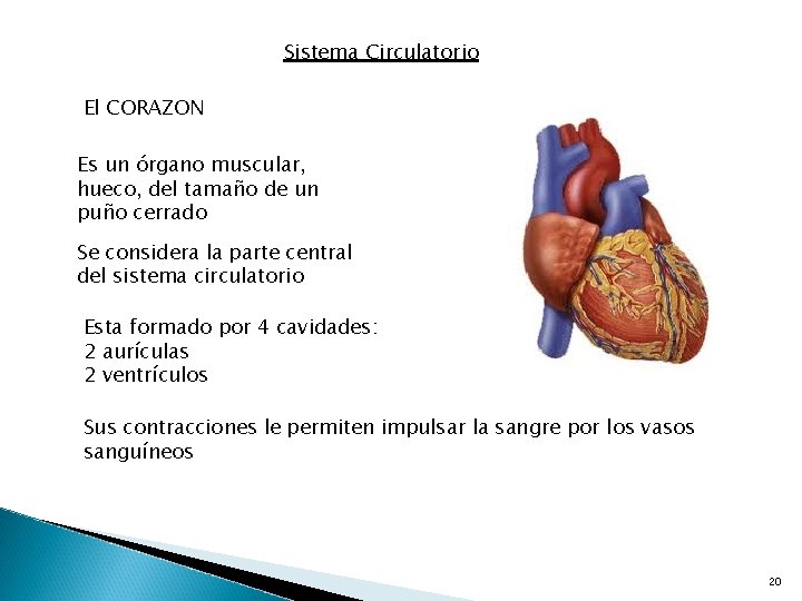 Sistema Circulatorio El CORAZON Es un órgano muscular, hueco, del tamaño de un puño
