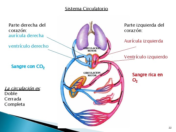 Sistema Circulatorio Parte derecha del corazón: aurícula derecha ventrículo derecho Parte izquierda del corazón: