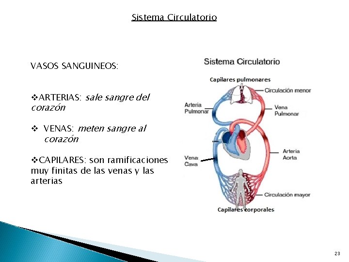 Sistema Circulatorio VASOS SANGUINEOS: v. ARTERIAS: sale sangre del corazón v VENAS: meten sangre