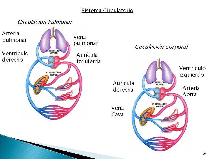 Sistema Circulatorio Circulación Pulmonar Arteria pulmonar Ventrículo derecho Vena pulmonar Circulación Corporal Aurícula izquierda