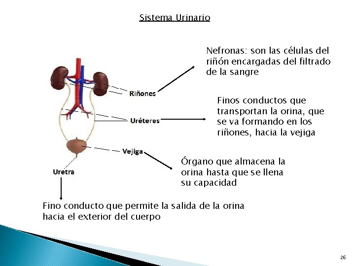 Sistema Urinario Nefronas: son las células del riñón encargadas del filtrado de la sangre