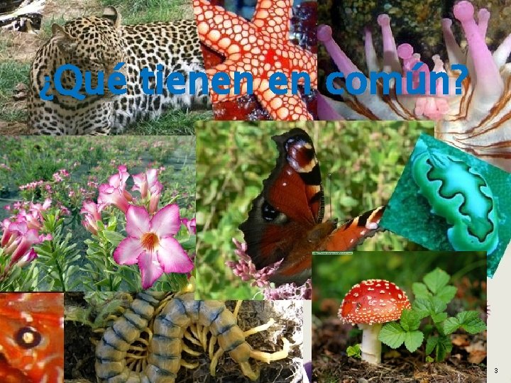 ¿Qué tienen en común? 3 