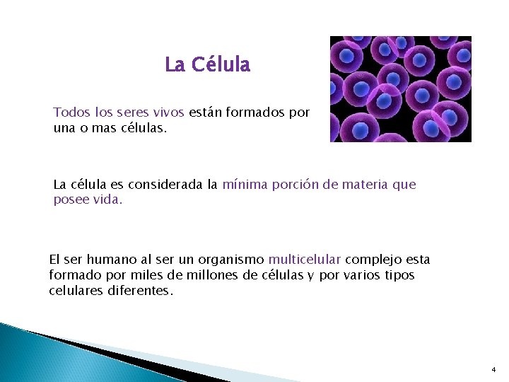 La Célula Todos los seres vivos están formados por una o mas células. La