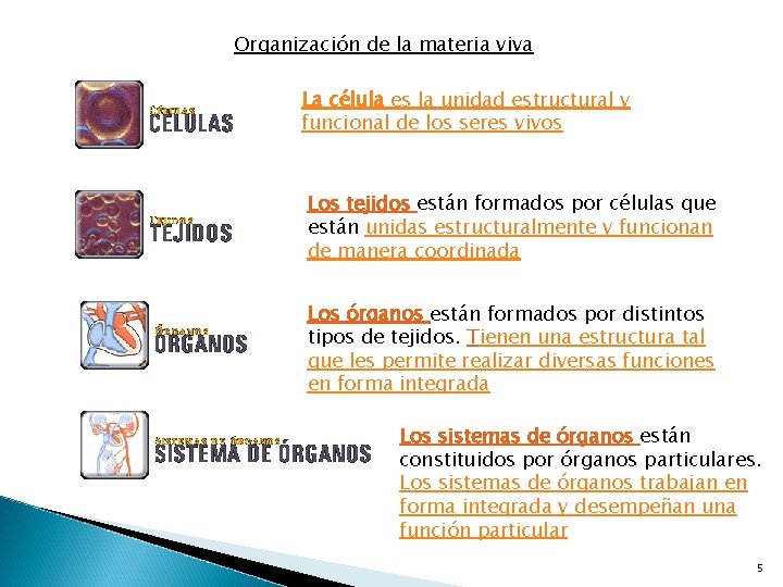 Organización de la materia viva La célula es la unidad estructural y funcional de