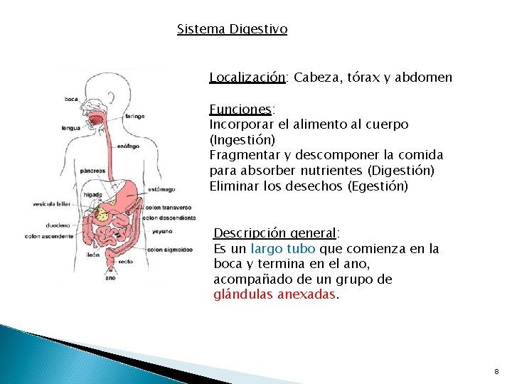 Sistema Digestivo Localización: Cabeza, tórax y abdomen Funciones: Incorporar el alimento al cuerpo (Ingestión)