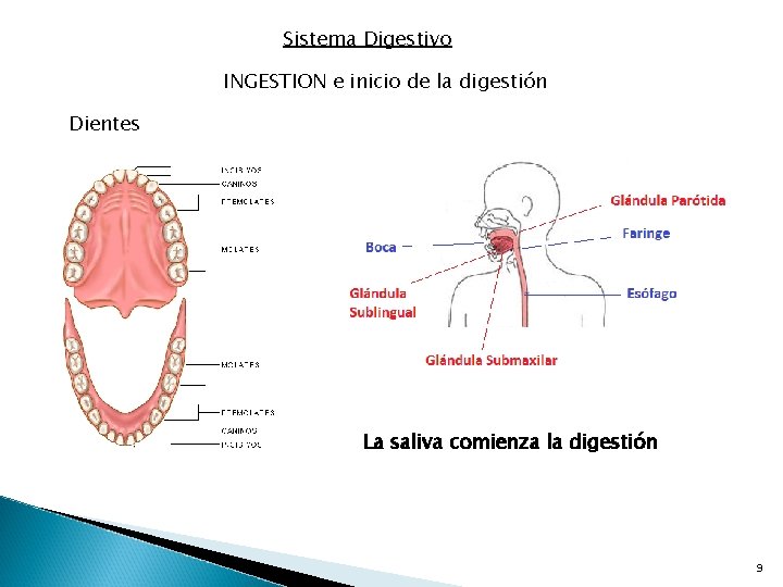 Sistema Digestivo INGESTION e inicio de la digestión Dientes La saliva comienza la digestión