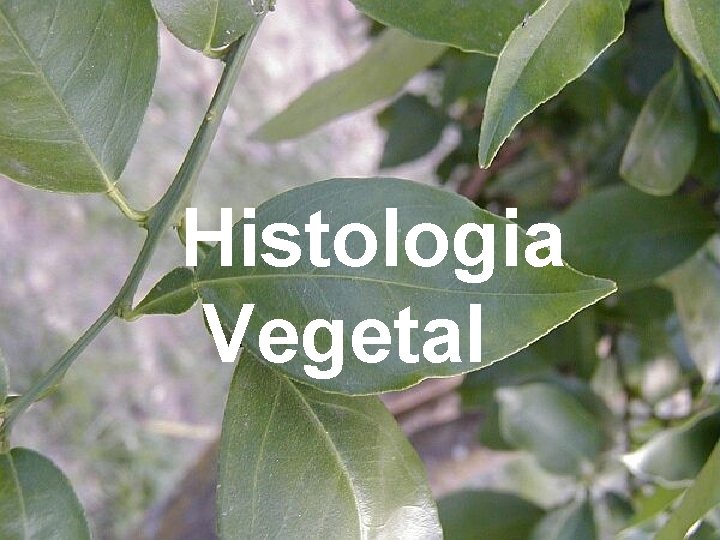 Histologia Vegetal Histologia Vegetal