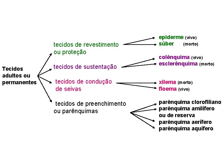 tecidos de revestimento ou proteção Tecidos adultos ou permanentes tecidos de sustentação tecidos de tecidos de revestimento ou proteção Tecidos adultos ou permanentes tecidos de sustentação tecidos de