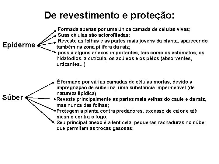 De revestimento e proteção: Epiderme Súber Formada apenas por uma única camada de células De revestimento e proteção: Epiderme Súber Formada apenas por uma única camada de células