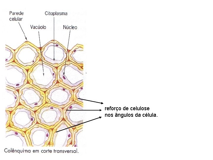 reforço de celulose nos ângulos da célula. reforço de celulose nos ângulos da célula.