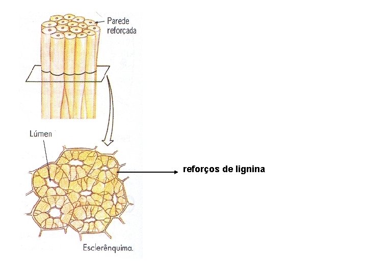 reforços de lignina reforços de lignina