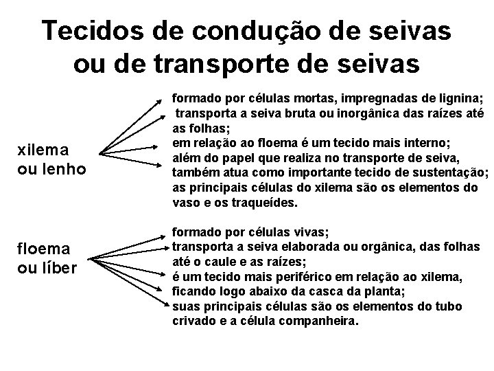 Tecidos de condução de seivas ou de transporte de seivas xilema ou lenho floema Tecidos de condução de seivas ou de transporte de seivas xilema ou lenho floema