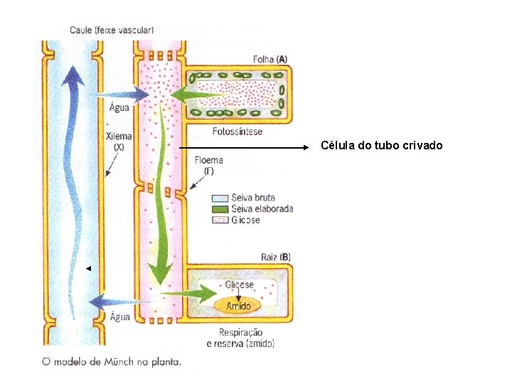 Célula do tubo crivado Célula do tubo crivado