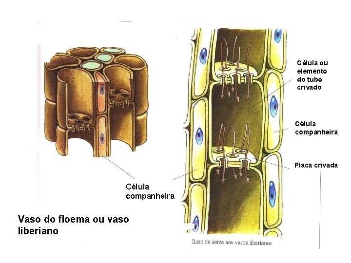 Célula ou elemento do tubo crivado Célula companheira Placa crivada Célula companheira Vaso do Célula ou elemento do tubo crivado Célula companheira Placa crivada Célula companheira Vaso do