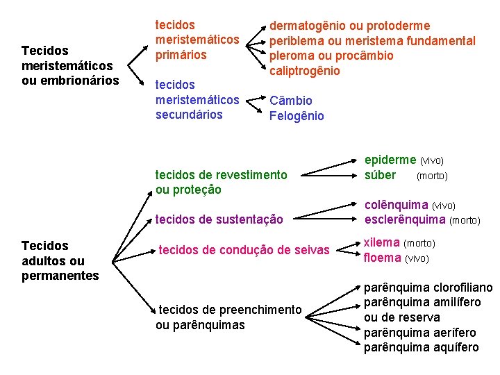 Tecidos meristemáticos ou embrionários tecidos meristemáticos primários tecidos meristemáticos secundários dermatogênio ou protoderme periblema Tecidos meristemáticos ou embrionários tecidos meristemáticos primários tecidos meristemáticos secundários dermatogênio ou protoderme periblema