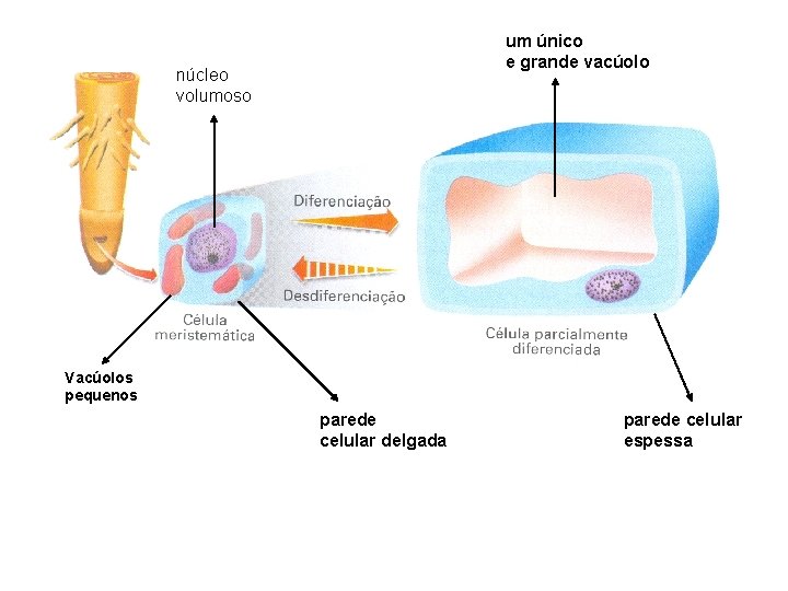 um único e grande vacúolo núcleo volumoso Vacúolos pequenos parede celular delgada parede celular um único e grande vacúolo núcleo volumoso Vacúolos pequenos parede celular delgada parede celular