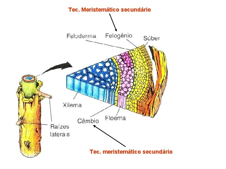 Tec. Meristemático secundário Tec. meristemático secundário Tec. Meristemático secundário Tec. meristemático secundário