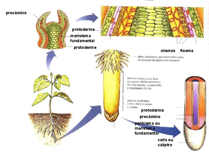 procâmbio protoderme meristema fundamental protoderme xilemas protoderme procâmbio periblema ou meristema fundamental coifa ou procâmbio protoderme meristema fundamental protoderme xilemas protoderme procâmbio periblema ou meristema fundamental coifa ou