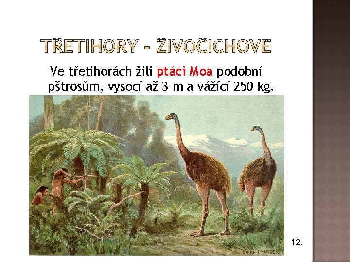 Ve třetihorách žili ptáci Moa podobní pštrosům, vysocí až 3 m a vážící 250