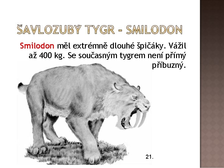 Smilodon měl extrémně dlouhé špičáky. Vážil až 400 kg. Se současným tygrem není přímý