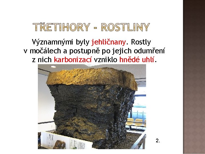 Významnými byly jehličnany. Rostly v močálech a postupně po jejich odumření z nich karbonizací Významnými byly jehličnany. Rostly v močálech a postupně po jejich odumření z nich karbonizací