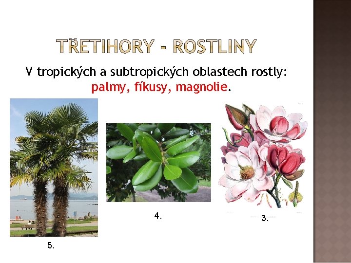 V tropických a subtropických oblastech rostly: palmy, fíkusy, magnolie. 4. 5. 3. V tropických a subtropických oblastech rostly: palmy, fíkusy, magnolie. 4. 5. 3.