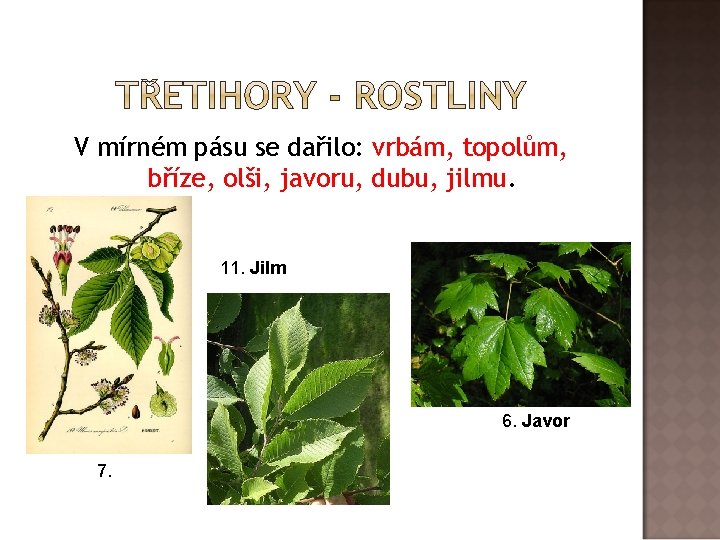 V mírném pásu se dařilo: vrbám, topolům, bříze, olši, javoru, dubu, jilmu. 11. Jilm