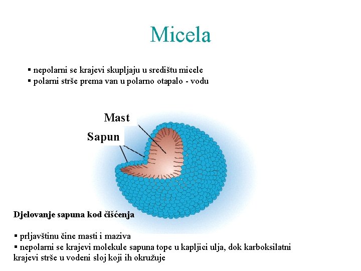 Micela § nepolarni se krajevi skupljaju u središtu micele § polarni strše prema van