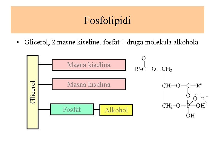 Fosfolipidi • Glicerol, 2 masne kiseline, fosfat + druga molekula alkohola Glicerol Masna kiselina