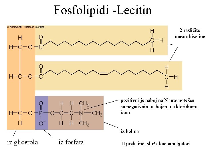 Fosfolipidi -Lecitin 2 različite masne kiseline pozitivni je naboj na N uravnotežen sa negativnim