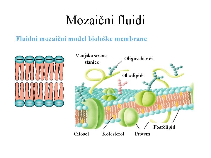 Mozaični fluidi Fluidni mozaični model biološke membrane Vanjska strana stanice Oligosaharidi Glkolipidi Fosfolipid Citosol