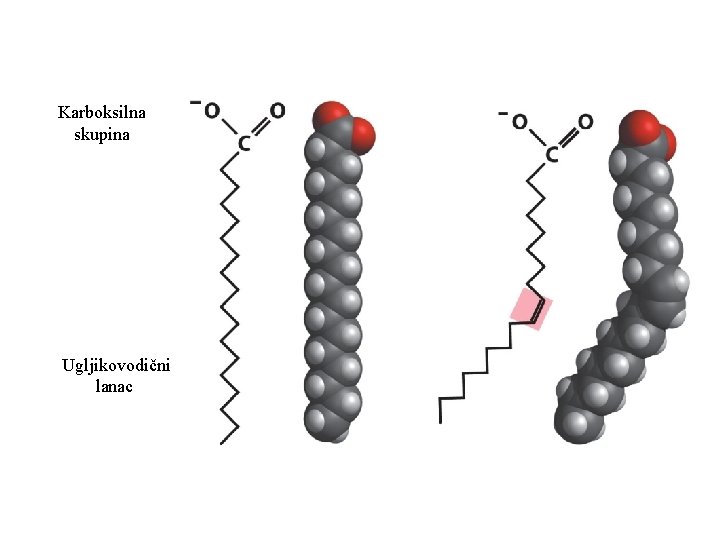 Karboksilna skupina Ugljikovodični lanac 