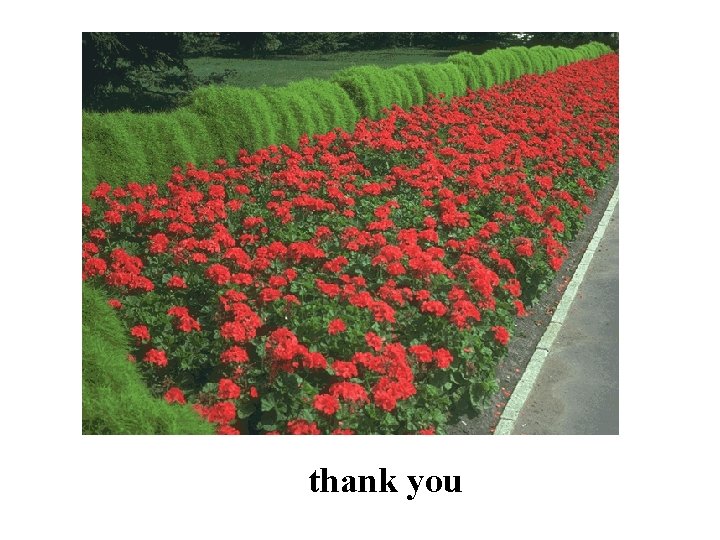 thank you thank you