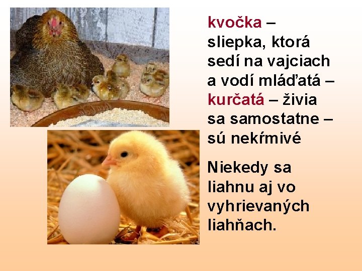 kvočka – sliepka, ktorá sedí na vajciach a vodí mláďatá – kurčatá – živia