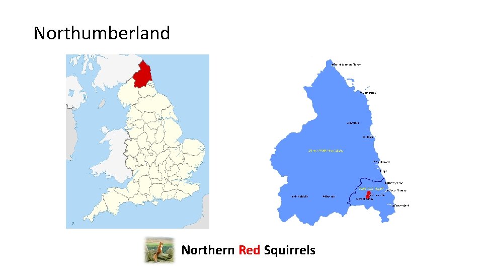 Northumberland Northern Red Squirrels 