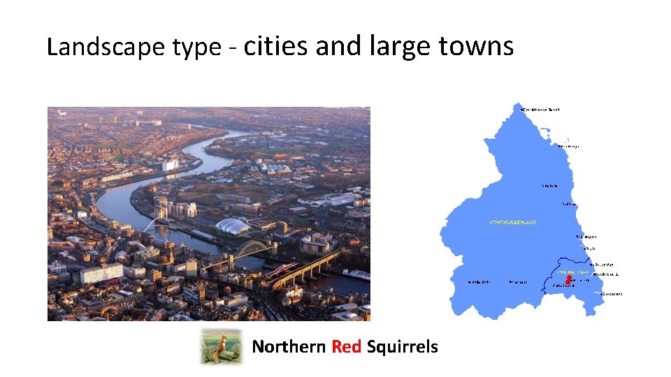 Landscape type - cities and large towns Northern Red Squirrels 